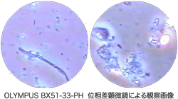 OLYMPUS BX51-33-PH 位相差顕微鏡による観察画像